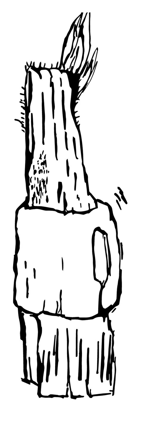Ink illustration of a wood stump